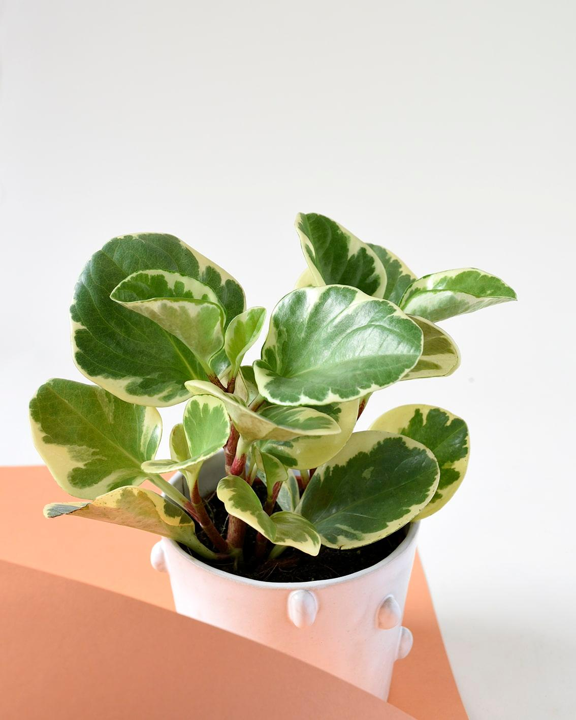 peperomia obtusifolia with hoya shelf