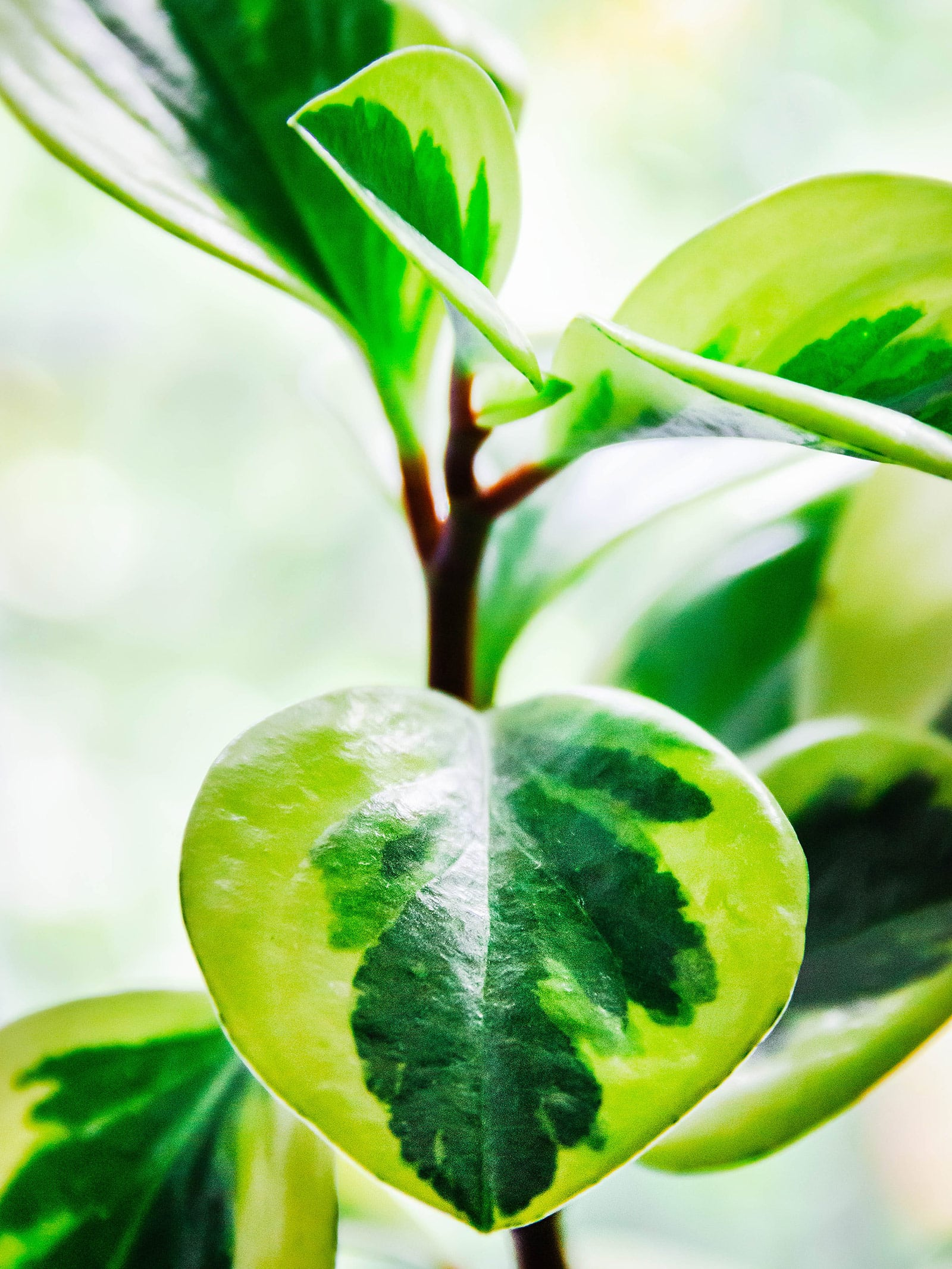 peperomia obtusifolia leaf close-up