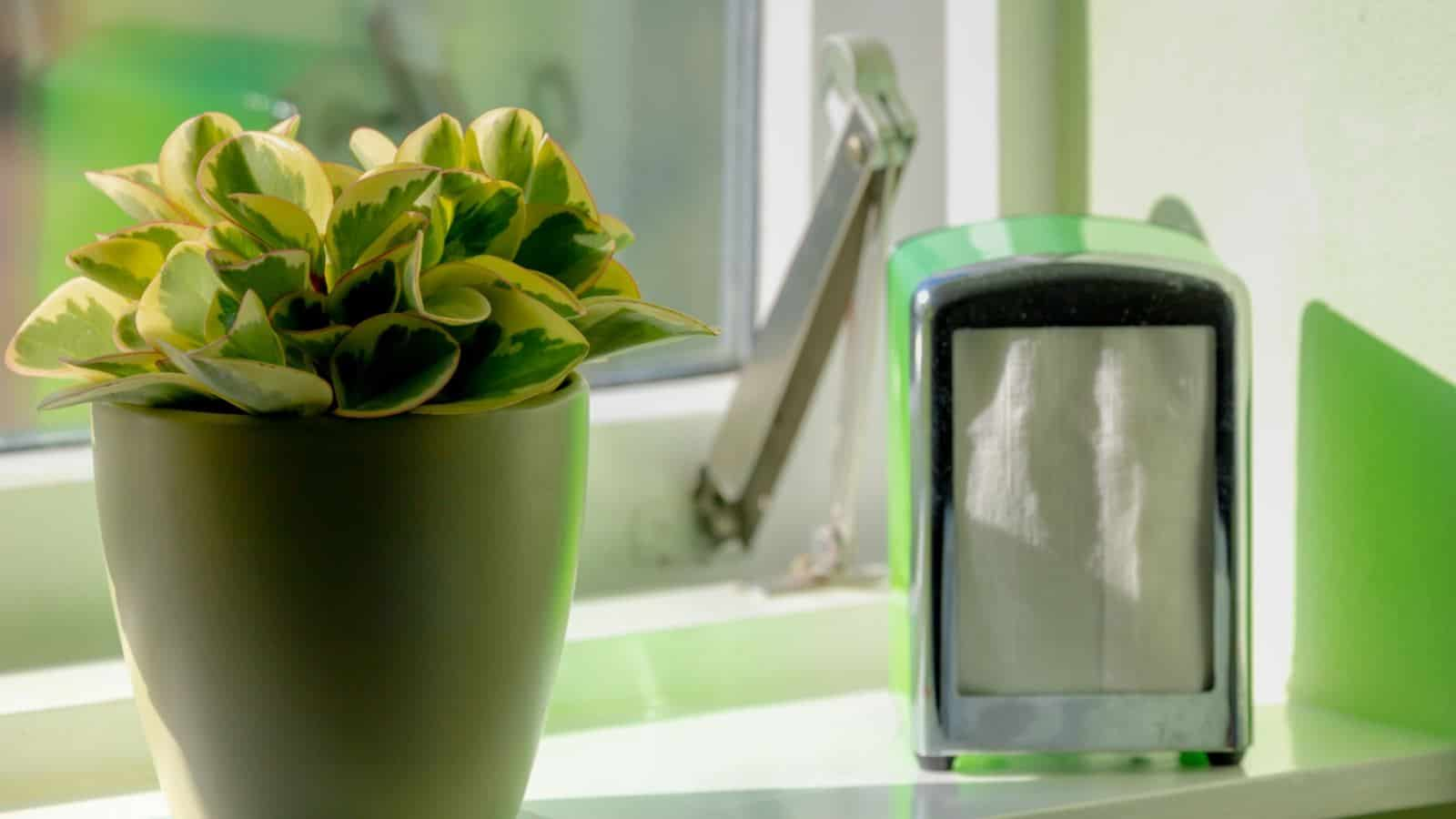 peperomia obtusifolia east window