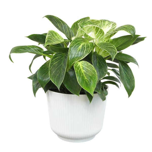 peperomia obtusifolia gift pot ribbon