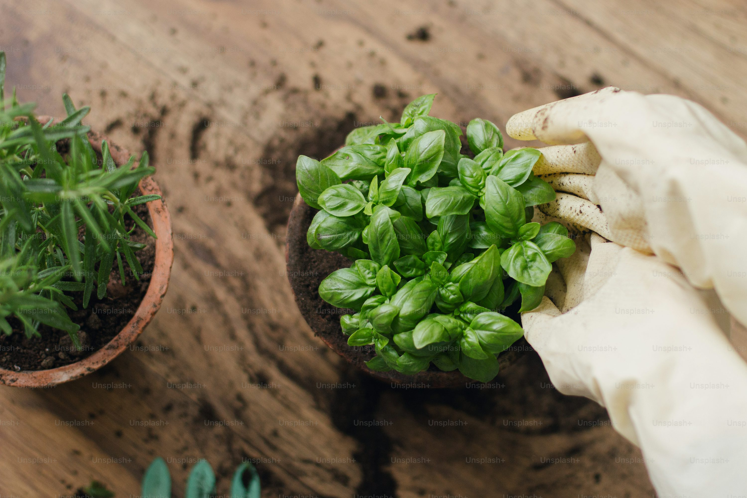 peperomia obtusifolia watering hands