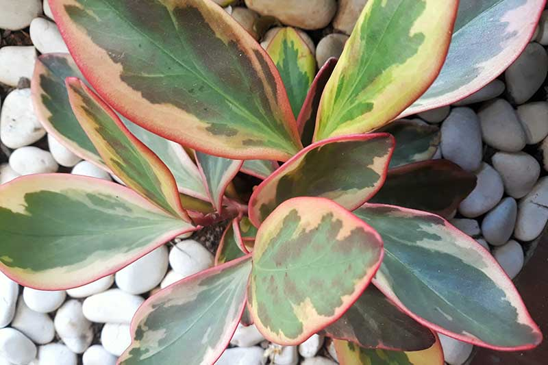 peperomia obtusifolia vs clusiifolia leaves close up