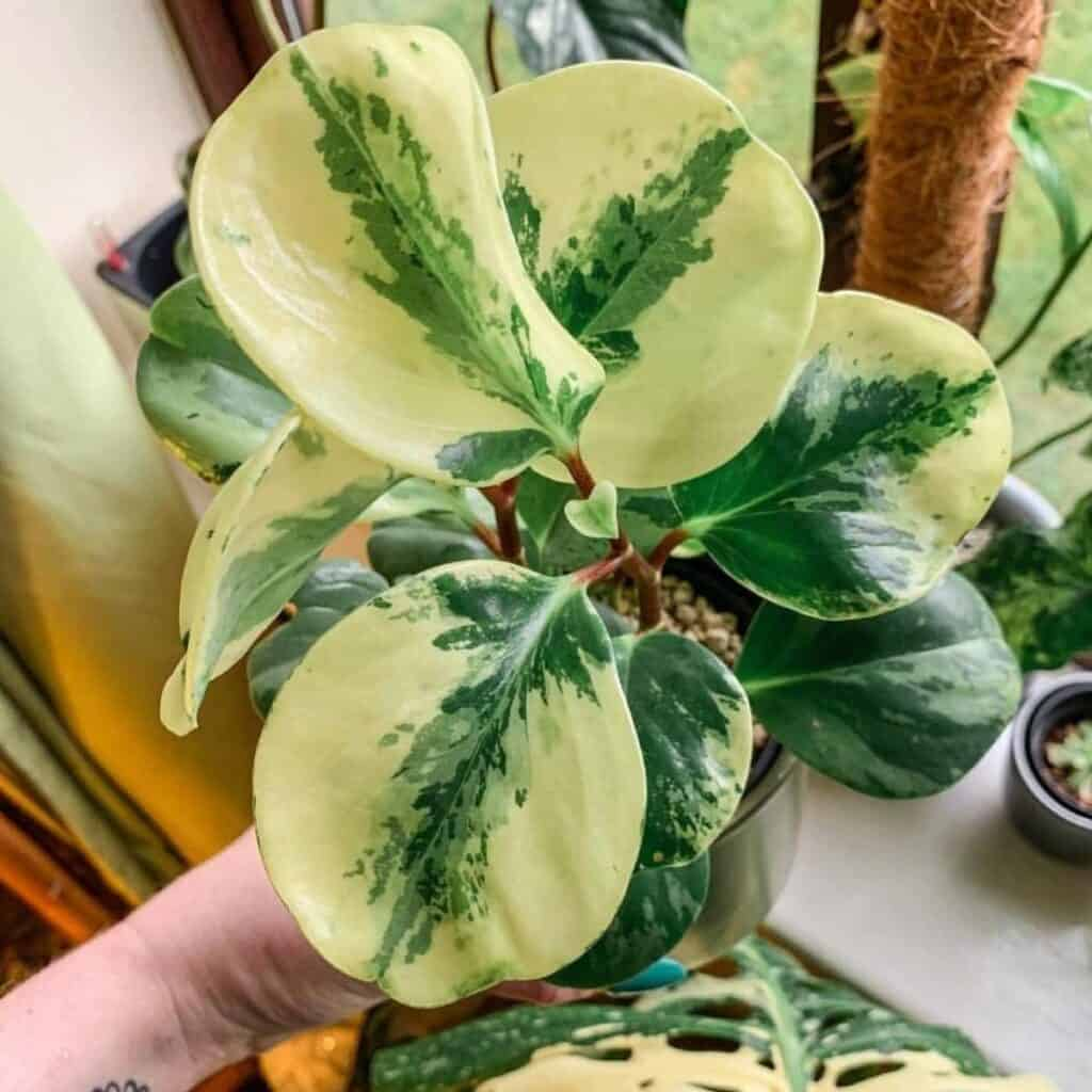 peperomia obtusifolia variegation reversion low light