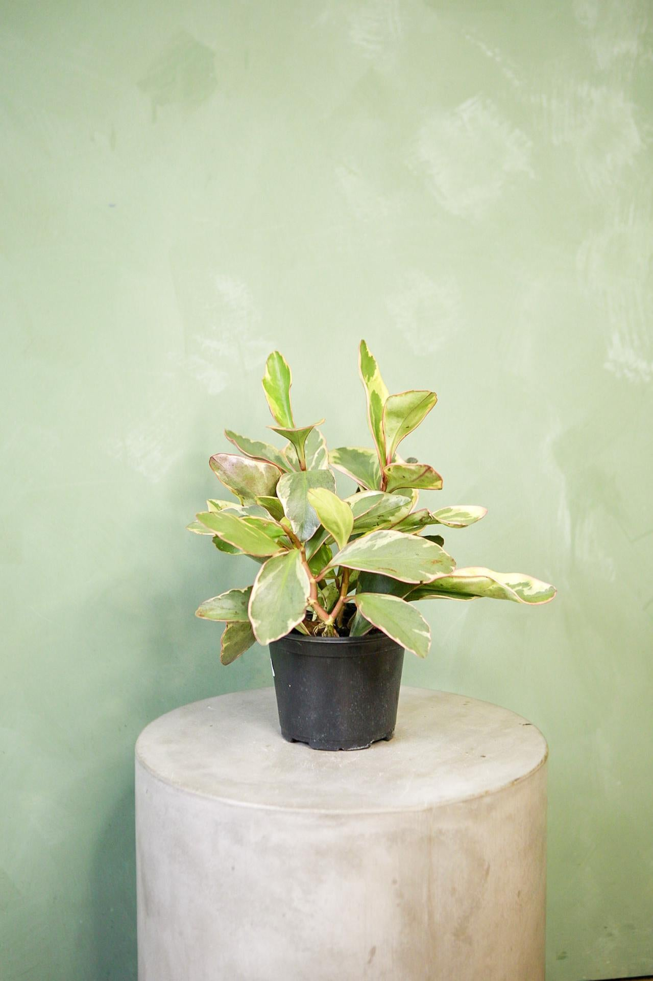 peperomia obtusifolia pruning reverted stem