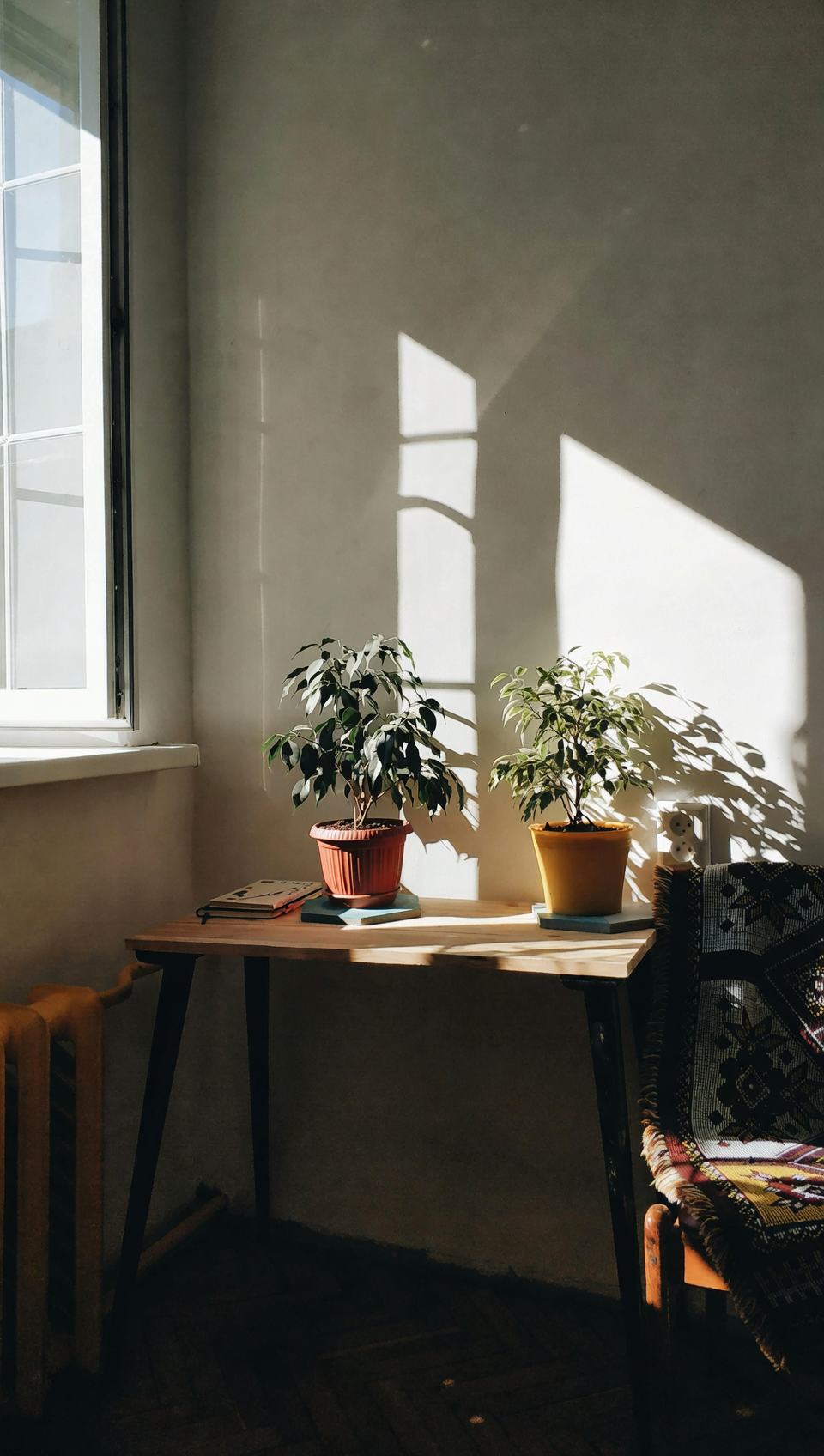 别再被误导！圆叶椒草5大养护谣言逐个破