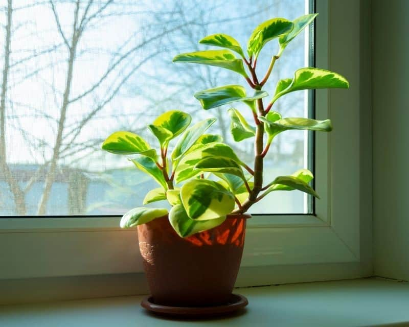 peperomia near window sheer curtain