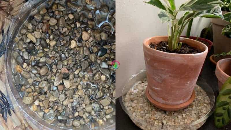 peperomia humidifier pebble tray