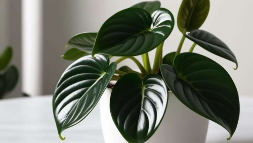 peperomia obtusifolia east window sheer curtain