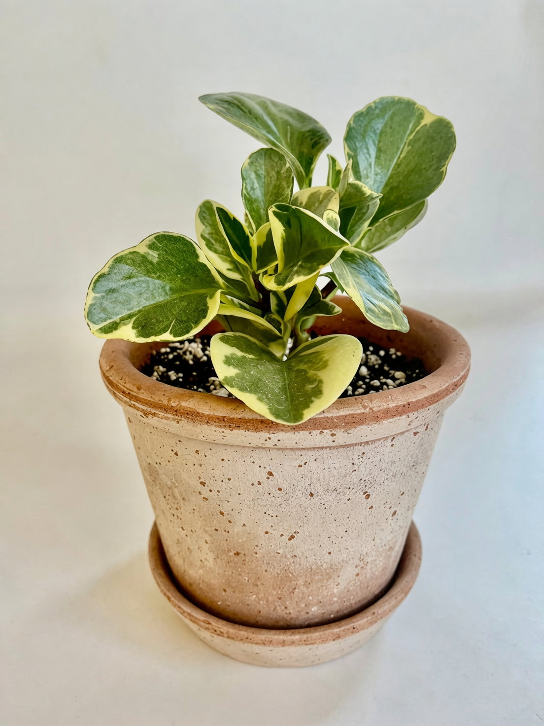 peperomia obtusifolia terracotta pot wood shelf