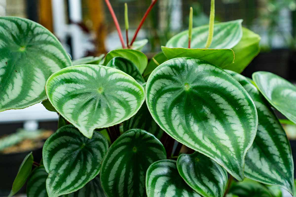 peperomia obtusifolia cabinet corner dog