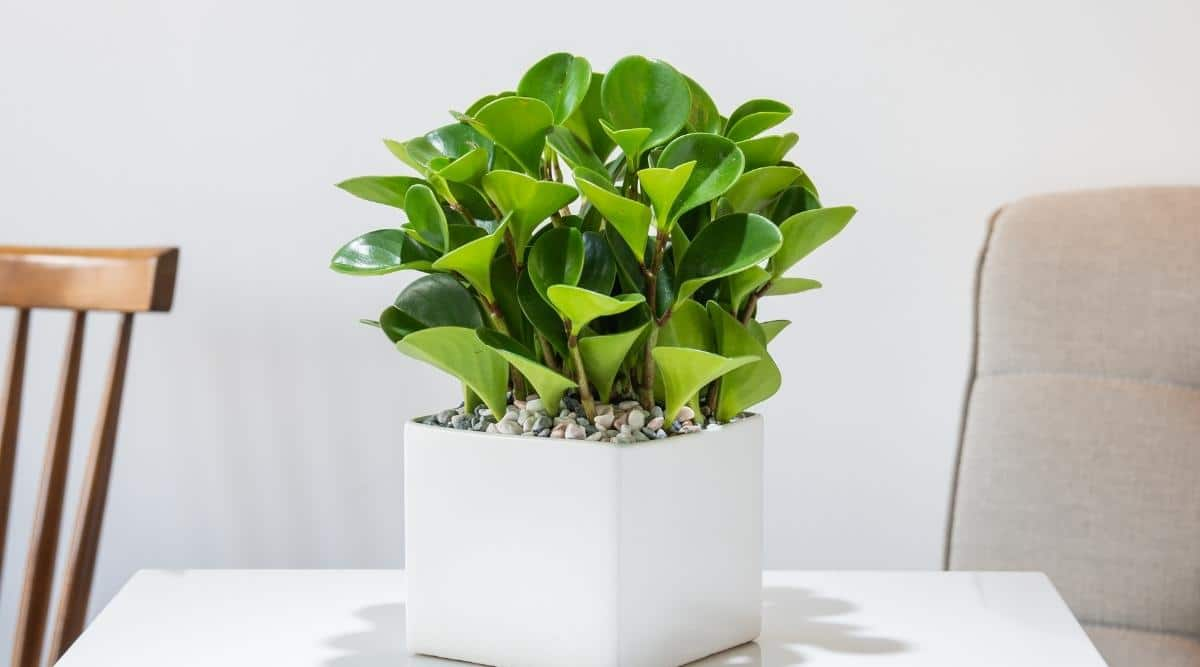 peperomia obtusifolia heavy wide pot