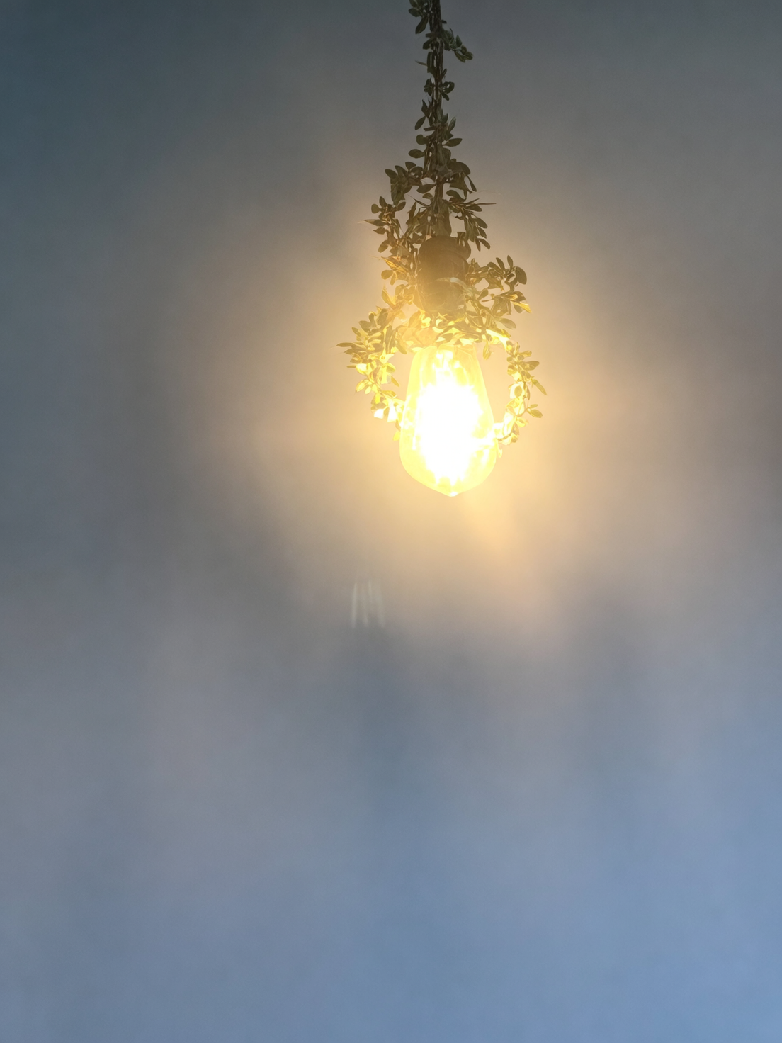 peperomia obtusifolia bright indirect light