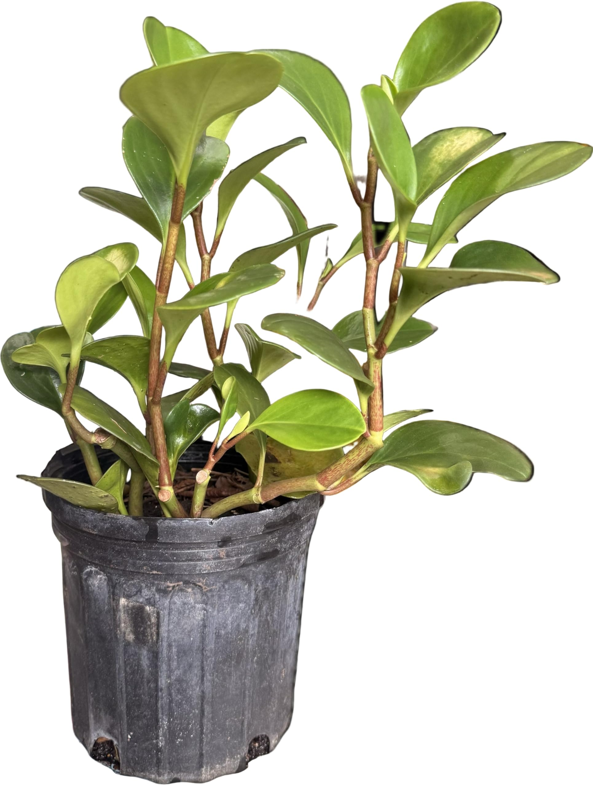 热浪与寒潮来袭怎么办？圆叶椒草的极端天气保命术