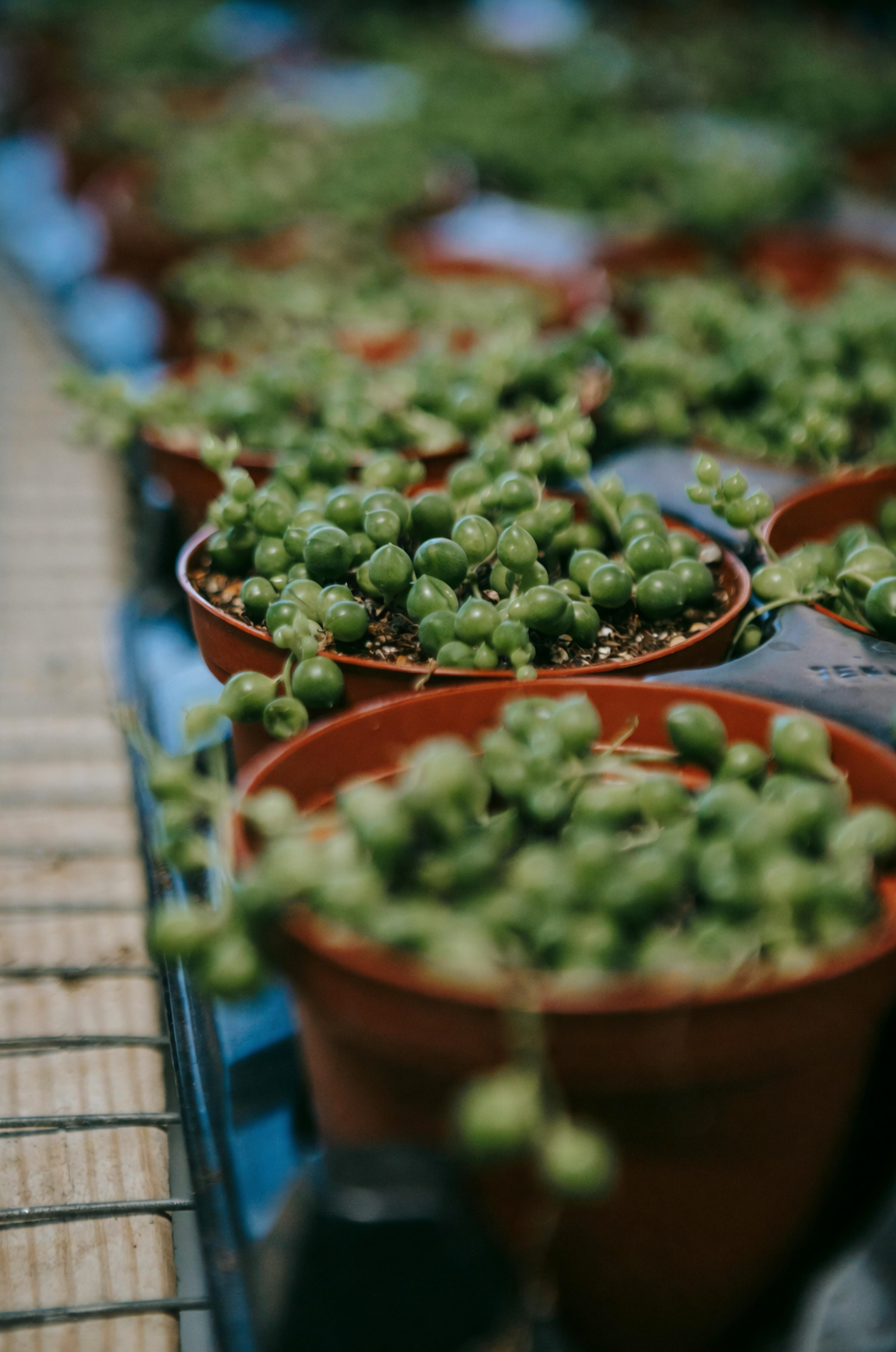 peperomia obtusifolia repotting perlite mix