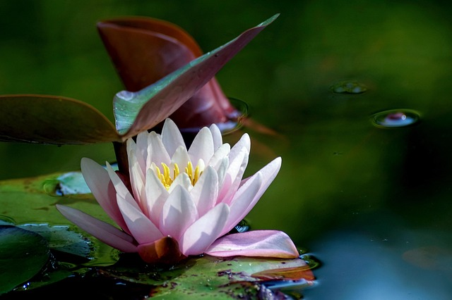 Small-Space Water Gardens: Build a Balcony Tub Pond with a Mini Water Lily in 48 Hours