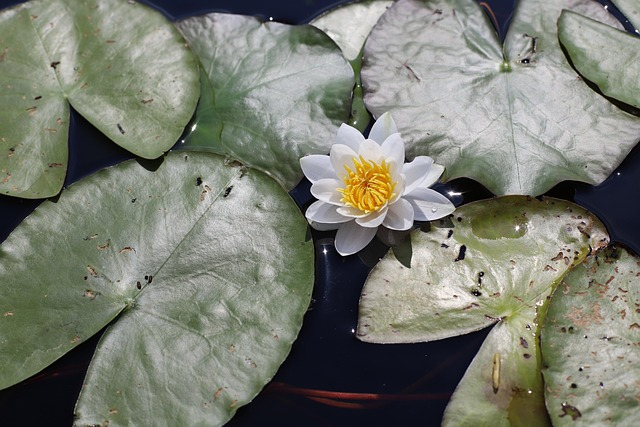Nymphaea Helvola container bloom