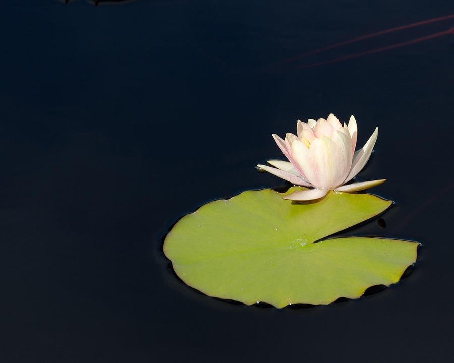 water lily rhizome planting pot