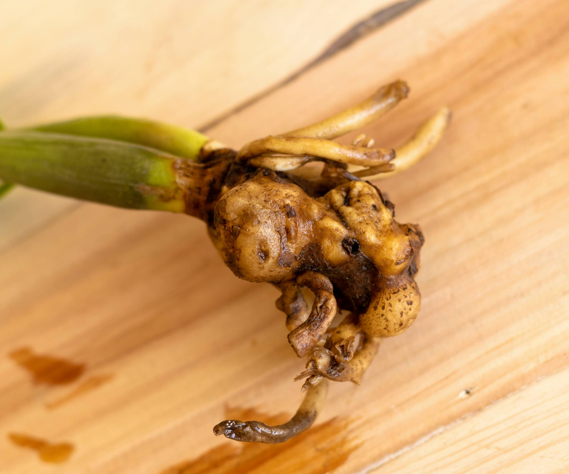 agapanthus root rot mushy rhizome