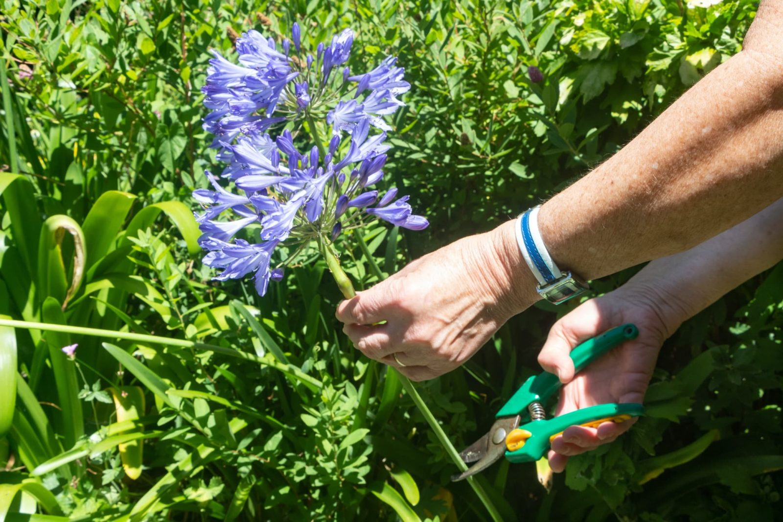 agapanthus deadheading spent blooms