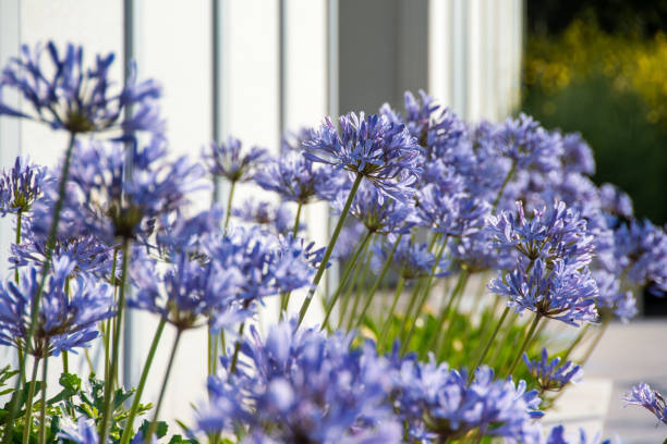 From Agape to Aisles: The Flower Language of Agapanthus—Origins, Colors, and Cultural Meaning