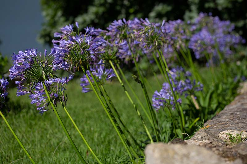 Freeze? Not Today: Bulletproof Overwintering for Agapanthus in Cold Zones
