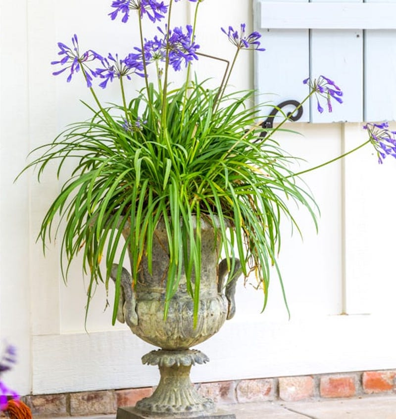 agapanthus indoors bright window winter