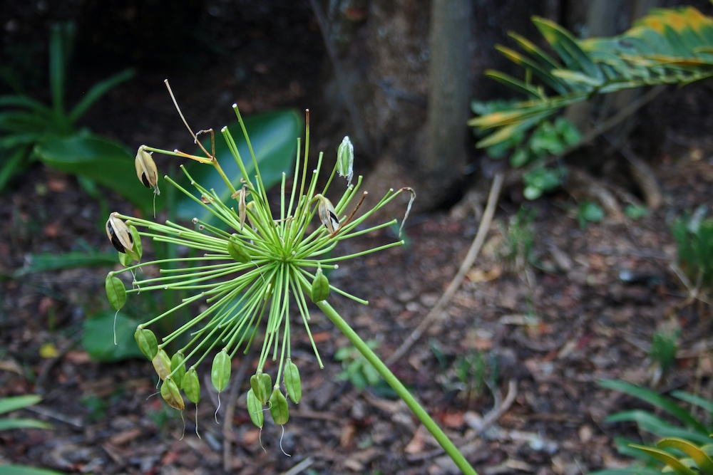 agapanthus rhizome clump lifted hands