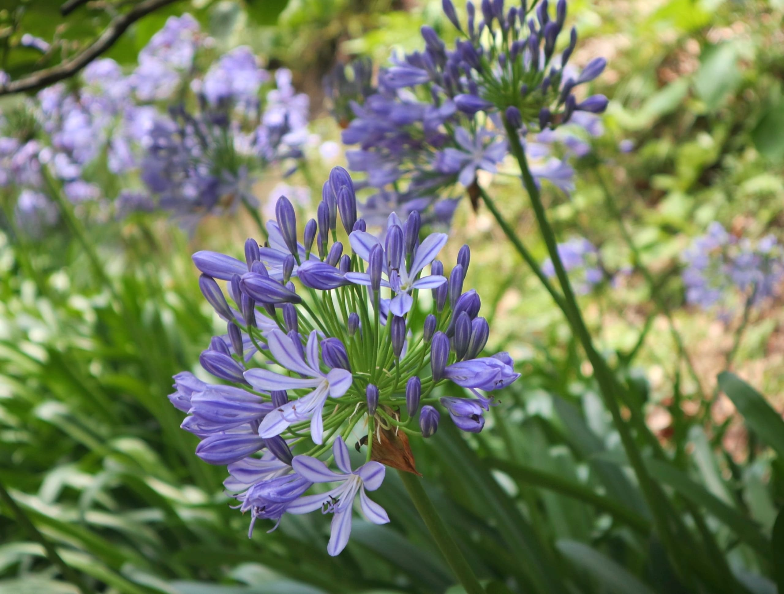 agapanthus stem cutting with shears