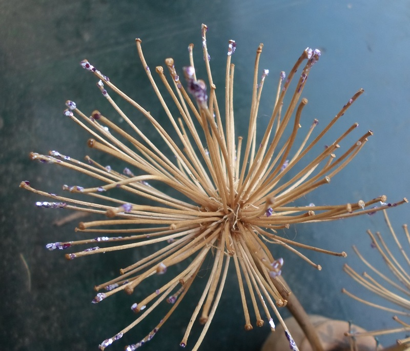 agapanthus dried seed head close-up