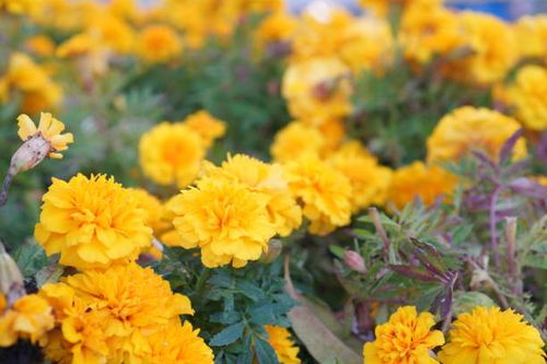 African marigold thrips on petals
