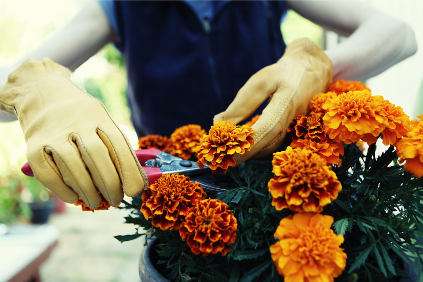 African marigold deadheading scissors