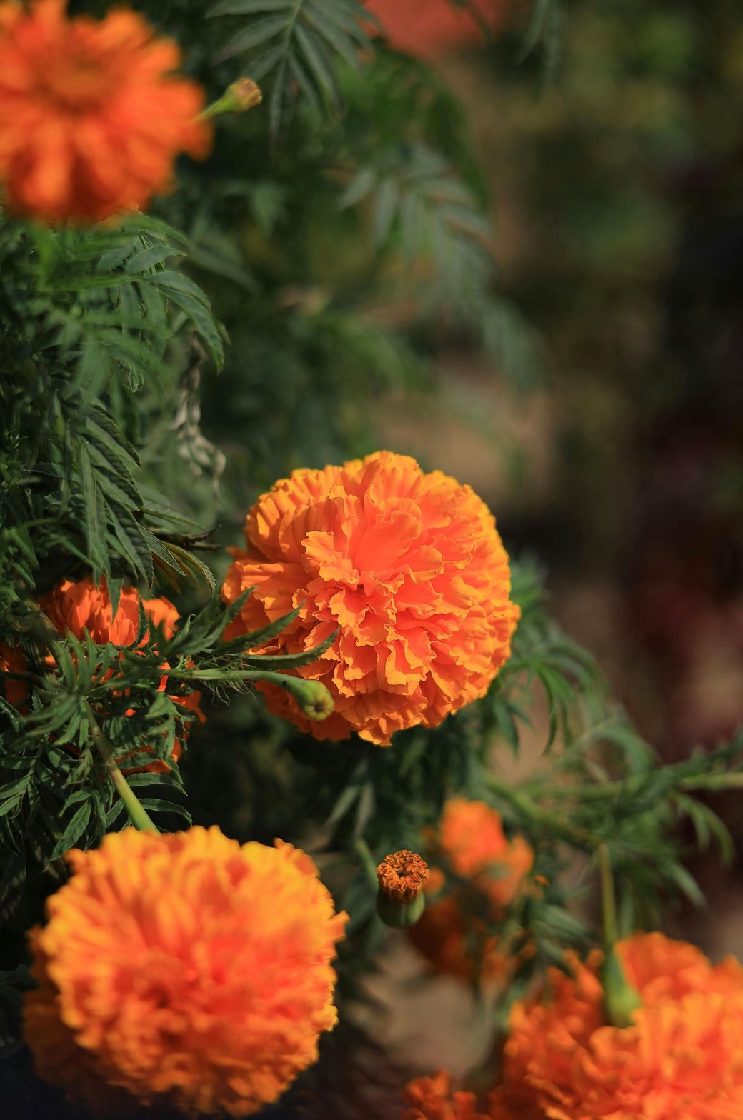 Not African at All?! The Globe‑Trotter Tale of Tagetes erecta from Aztec Gardens to World Fame