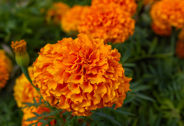 Marigold Oddities: Nemato‑Ninja Roots, Egg‑Yolk Hues, and Other Sun‑Bright Secrets