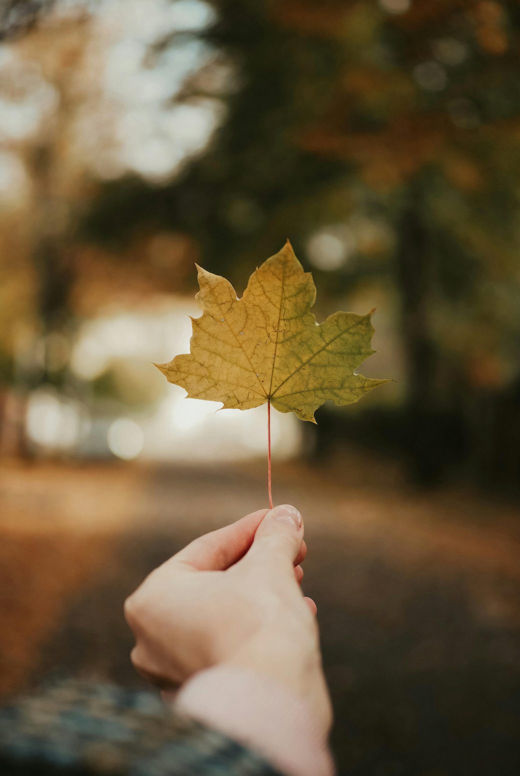 marigold leaf crushed in hand