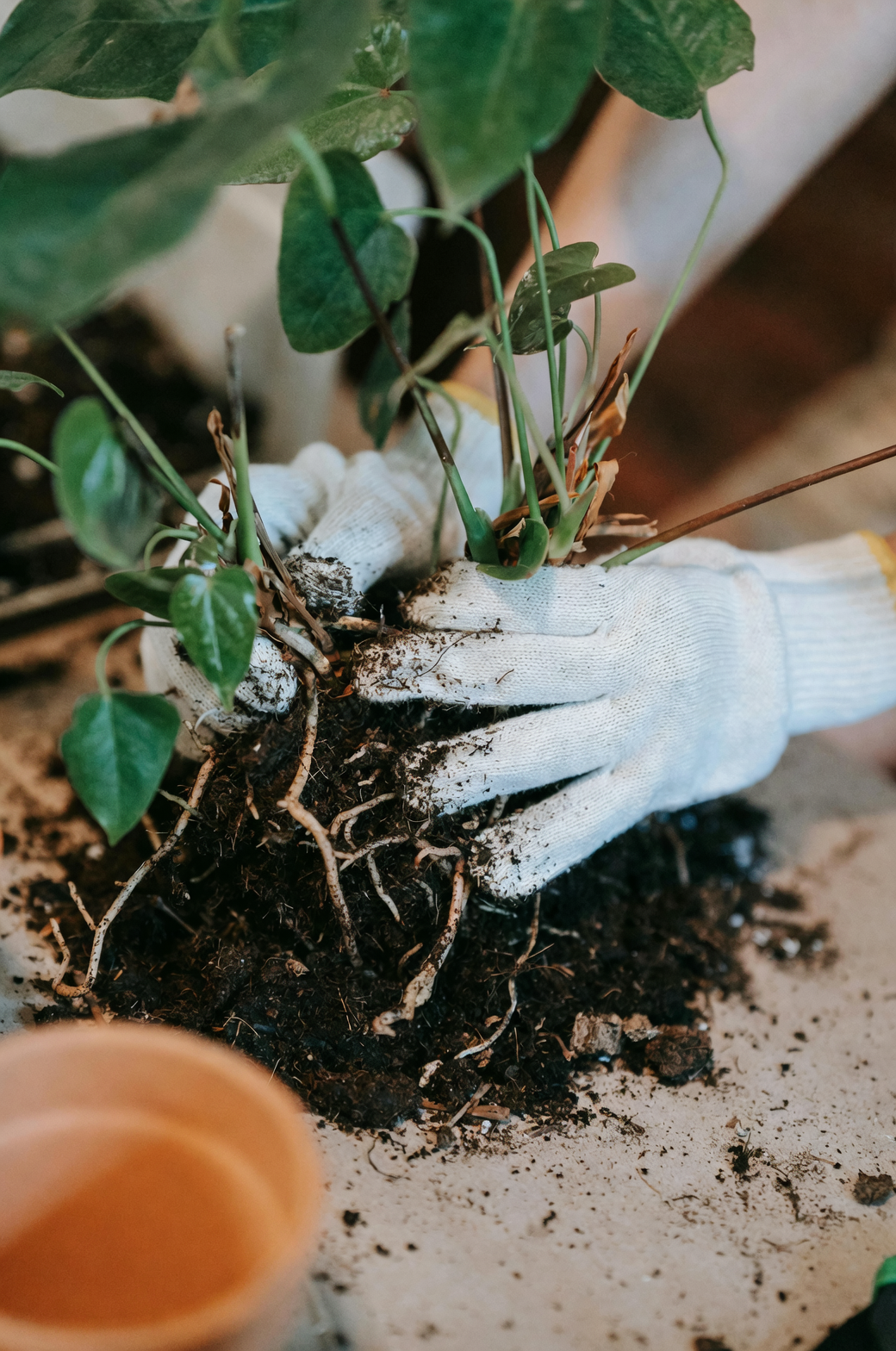 marigold root system with soil