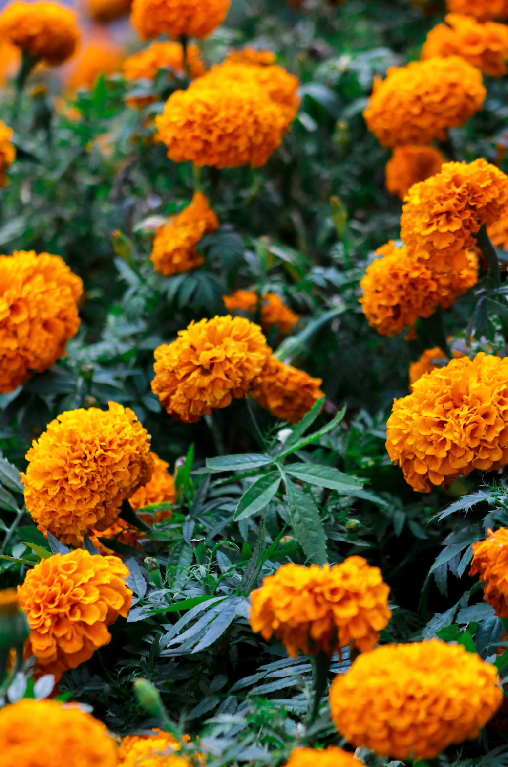 marigold petals with egg yolks