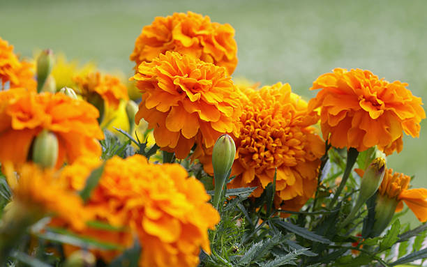 Color Pop Alchemy: Pair Golden Marigolds with Blues and Plums for Instant‑Wow Borders and Pots