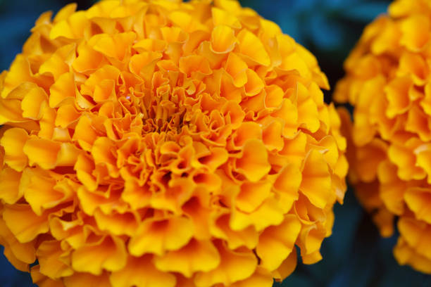 african marigold flower close-up