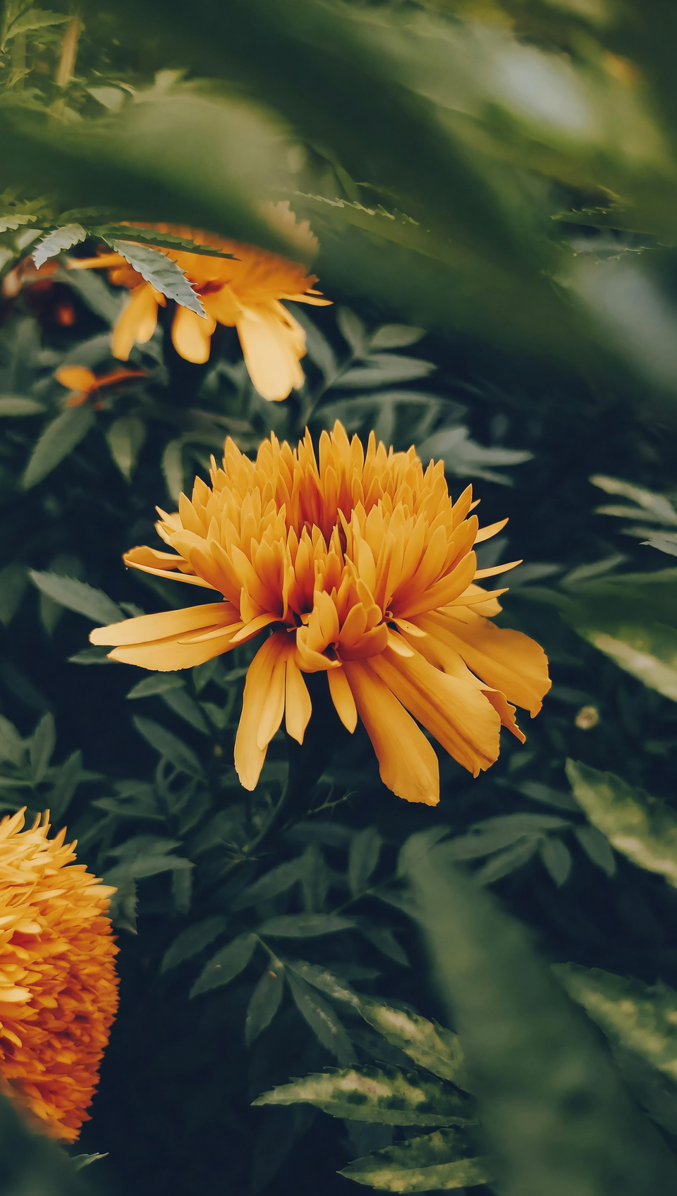 african marigold blue salvia dusty miller pot