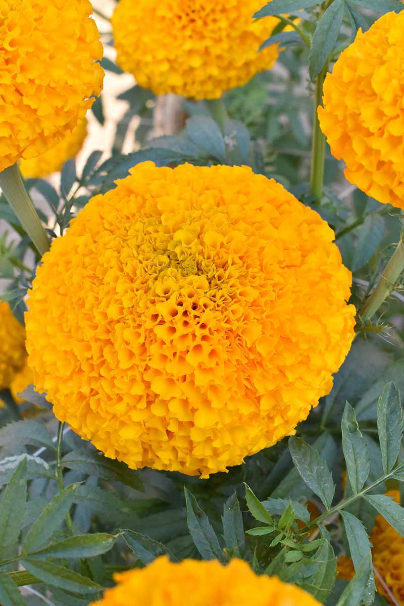 african marigold cobalt pot with salvia
