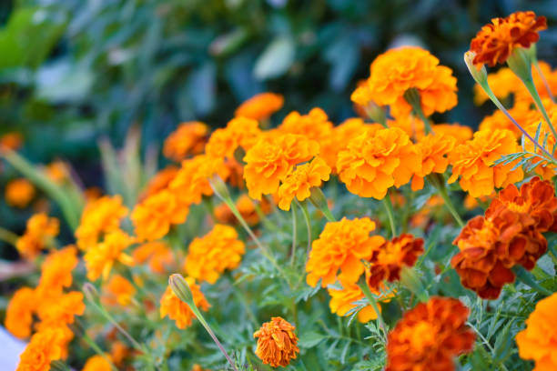 african marigold watering at soil level