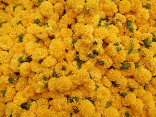 African marigold petal trimming close-up