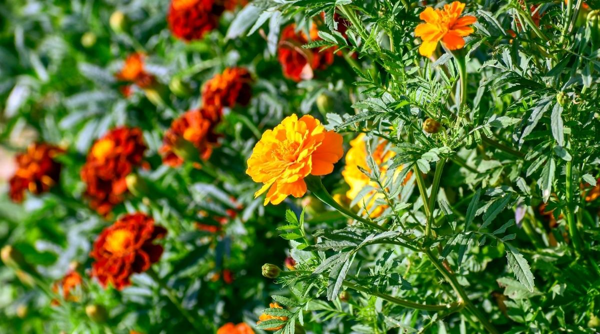 African marigold in garden full sun