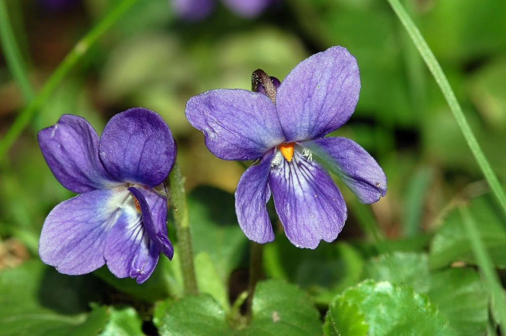 sweet violet leaf flower close-up