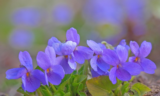 sweet violet with snowdrops crocus