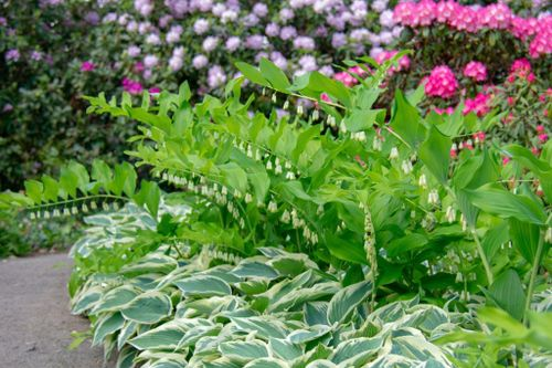 sweet violet path edging border