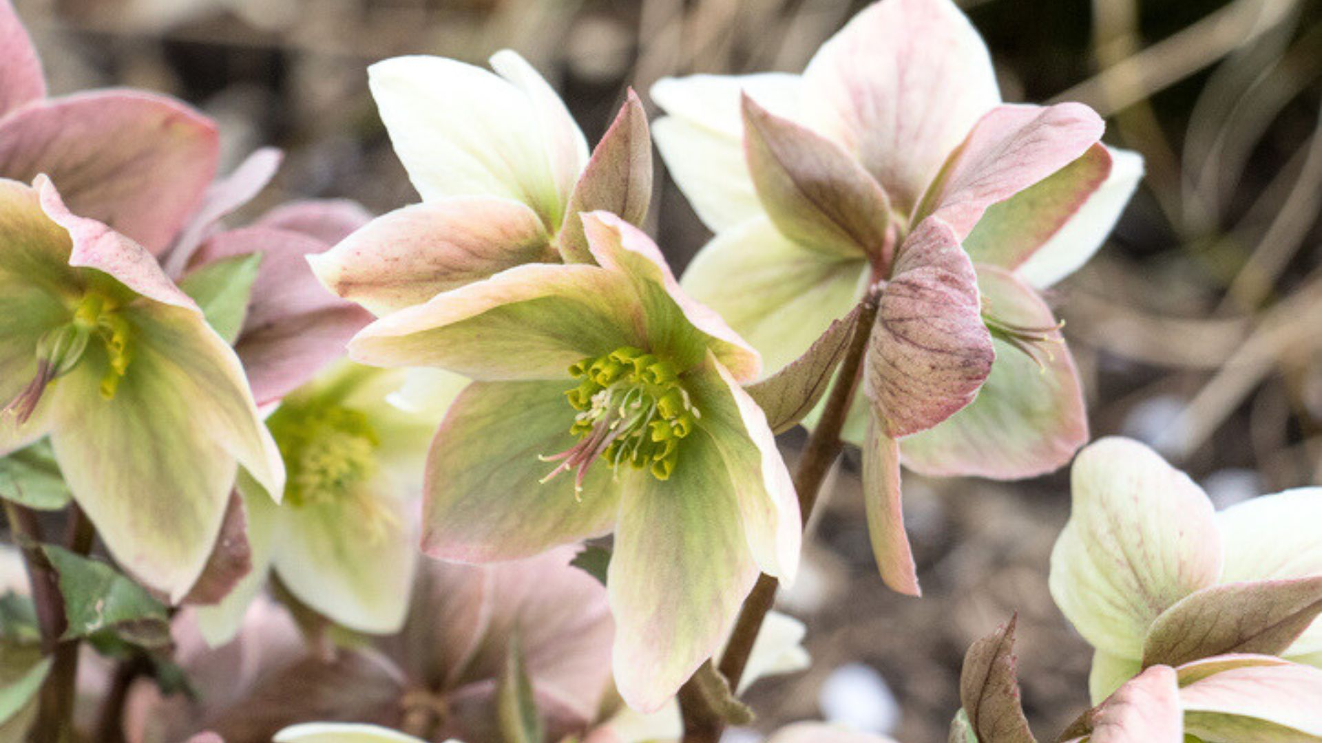 sweet violet hellebore container
