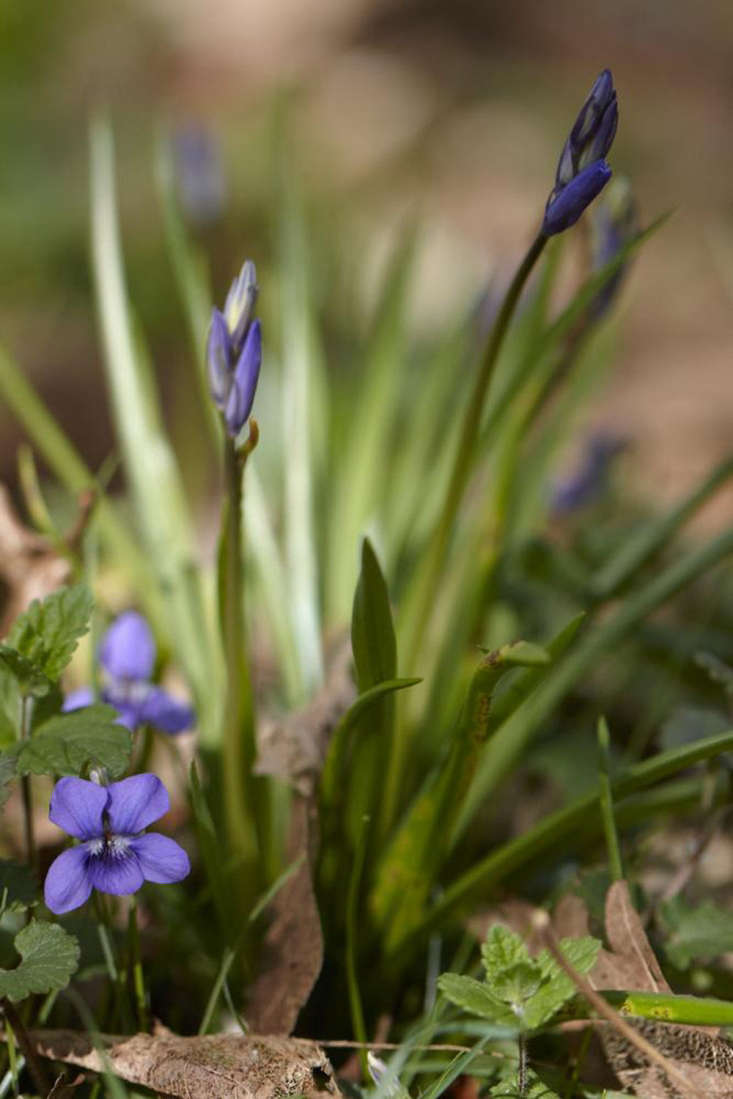 Pollinators at Nose Level: Early-Spring Companion Planting with Sweet Violet