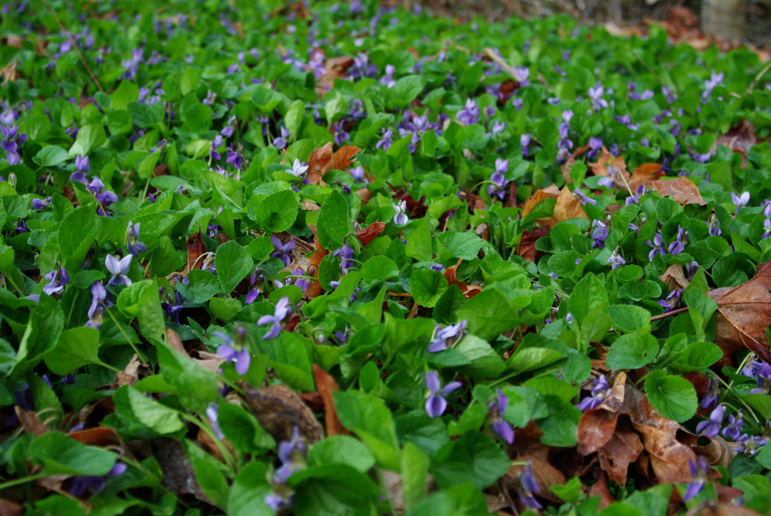 sweet violet and lungwort shady slope
