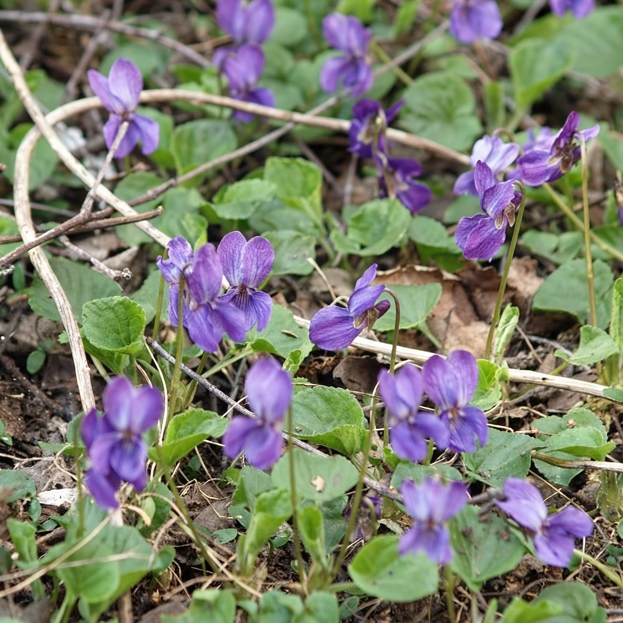 sweet violet along woodland path snowdrops